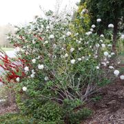Viburnum Spice Cowboy&trade; Snowball Bush Alternate Image 2