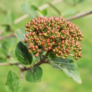 Viburnum Spice Cowboy&trade; Snowball Bush Alternate Image 3
