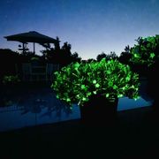 Firefly Petunia Alternate Image 1