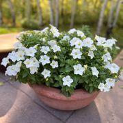 Firefly Petunia Alternate Image 3