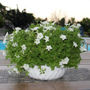 Firefly Petunia Alternate Image 4