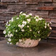 Firefly Petunia Alternate Image 5