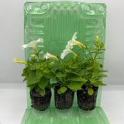 Firefly Petunia Alternate Image 6