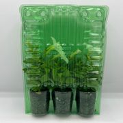 Firefly Petunia Alternate Image 7