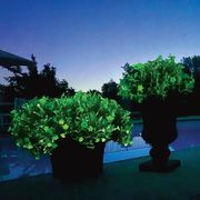 Firefly Petunia Alternate Image 8