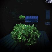 Firefly Petunia Alternate Image 9