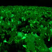 Firefly Petunia Alternate Image 11