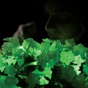 Firefly Petunia Alternate Image 12