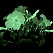 Firefly Petunia Alternate Image 13