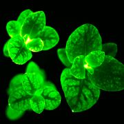 Firefly Petunia Alternate Image 14