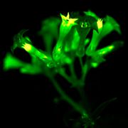 Firefly Petunia Alternate Image 15