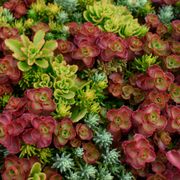 Sedum Tile&reg; Color Splash Stonecrop Thumb