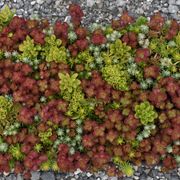Sedum Tile&reg; Color Splash Stonecrop Alternate Image 1