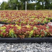 Sedum Tile&reg; Color Splash Stonecrop Alternate Image 2