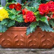 Begonia 'Golden Balcony' Bulbs Alternate Image 1