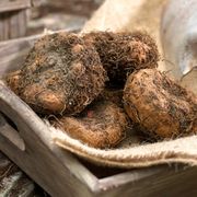 Begonia 'Bronze Leaf Red' Bulbs Alternate Image 1