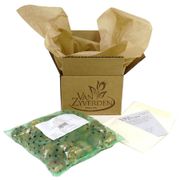 Begonia 'Bronze Leaf Red' Bulbs Alternate Image 2