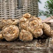 Zantedeschia 'Picasso' Calla Lily Bulbs Alternate Image 2