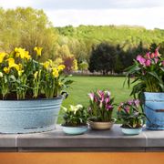 Zantedeschia Mixed Calla Lily Bulbs Alternate Image 1