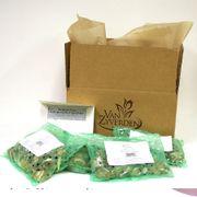 Zantedeschia Collection Calla Lily Bulbs Alternate Image 1