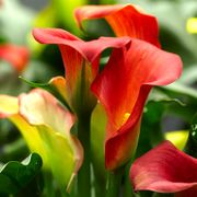 Zantedeschia 'Captain Fuego' Calla Lily Bulbs Alternate Image 2