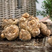 Zantedeschia 'Captain Fuego' Calla Lily Bulbs Alternate Image 3