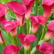 Zantedeschia 'Pink Jewel' Calla Lily Bulbs Thumb