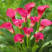 Zantedeschia 'Pink Jewel' Calla Lily Bulbs Alternate Image 1