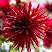 Dahlia 'Black Narcissus' Bulbs Thumb
