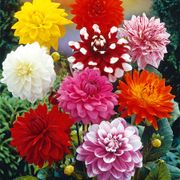Dahlia Decorative Mix Bulbs Thumb