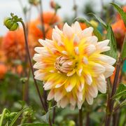 Dahlia 'Peaches and Cream' Bulbs Alternate Image 1