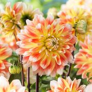 Dahlia 'Peaches and Cream' Bulbs Alternate Image 2