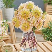 Dahlia 'Peaches and Cream' Bulbs Alternate Image 3