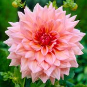 Dahlia 'Otto's Thrill' Bulbs Thumb