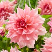 Dahlia 'Otto's Thrill' Bulbs Alternate Image 2