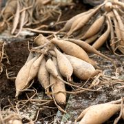 Dahlia 'Otto's Thrill' Bulbs Alternate Image 3