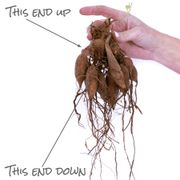 Dahlia 'Otto's Thrill' Bulbs Alternate Image 5