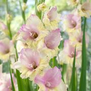 Gladiolus 'Mon Amour' Bulbs Thumb