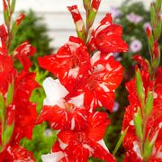 Gladiolus 'Zizanie' Bulbs Thumb