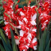 Gladiolus 'Zizanie' Bulbs Alternate Image 1