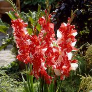 Gladiolus 'Zizanie' Bulbs Alternate Image 2