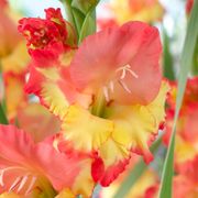 Gladiolus 'Princess Margaret Rose' Bulbs Thumb