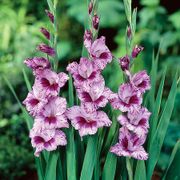 Gladiolus 'Passos' Bulbs Thumb