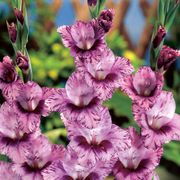 Gladiolus 'Passos' Bulbs Alternate Image 2