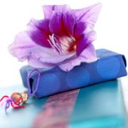 Gladiolus 'Passos' Bulbs Alternate Image 3