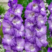 Gladiolus 'Nori' Bulbs Thumb