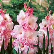 Gladiolus 'My Love' Bulbs Alternate Image 1