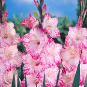 Gladiolus 'My Love' Bulbs Alternate Image 2