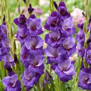 Gladiolus 'Purple Magic' Bulbs Alternate Image 1