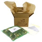 Gladiolus 'Purple Magic' Bulbs Alternate Image 3